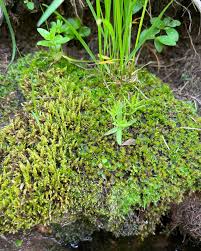 Attēlu rezultāti vaicājumam “Hylocomium splendens sporophyte”