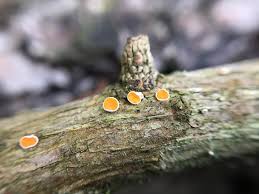 Attēlu rezultāti vaicājumam “Lachnellula willkommii”