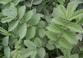 Attēlu rezultāti vaicājumam “Filipendula ulmaria  leaf”