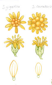 Attēlu rezultāti vaicājumam “Solidago canadensis flower”