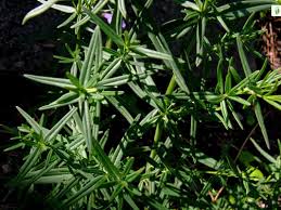 Attēlu rezultāti vaicājumam “Dracocephalum ruyschiana leaf”