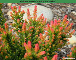 Attēlu rezultāti vaicājumam “Calluna vulgaris fruit”