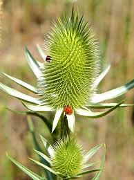 Attēlu rezultāti vaicājumam “Dipsacus fullonum flower”