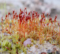 Attēlu rezultāti vaicājumam “Dicranella staphylina macro”