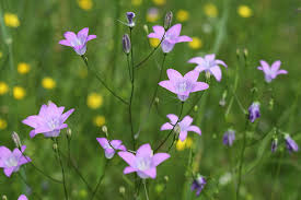 Attēlu rezultāti vaicājumam “Campanula patula”