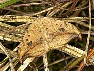 Attēlu rezultāti vaicājumam “Drepana falcataria”