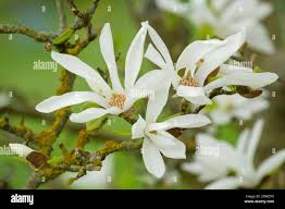 Attēlu rezultāti vaicājumam “Magnolia kobus flower”