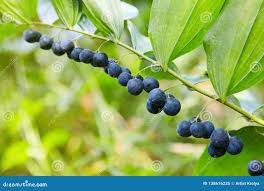 Attēlu rezultāti vaicājumam “Polygonatum odoratum fruit”