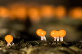 Attēlu rezultāti vaicājumam “Diderma montanum var. album macro”