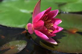 Attēlu rezultāti vaicājumam “Nymphaea candida leaf”