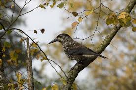 Attēlu rezultāti vaicājumam “Nucifraga caryocatactes adult”