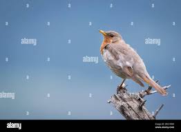 Image result for Turdus ruficollis