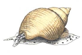 Image result for Buccinum undatum