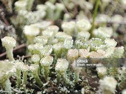 Attēlu rezultāti vaicājumam “Cladonia pyxidata”