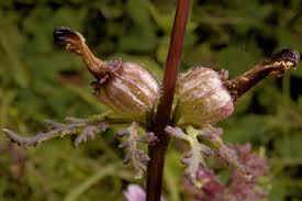 Attēlu rezultāti vaicājumam “Pedicularis palustris subsp. opsiantha”