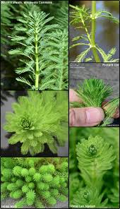 Attēlu rezultāti vaicājumam “Myriophyllum alterniflorum leaf”