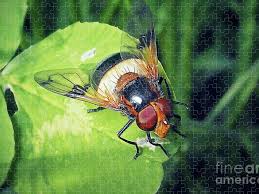 Attēlu rezultāti vaicājumam “Volucella pellucens”