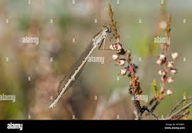 Attēlu rezultāti vaicājumam “Sympecma paedisca”