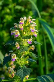 Attēlu rezultāti vaicājumam “Galeopsis speciosa leaf”