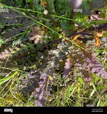 Attēlu rezultāti vaicājumam “Pedicularis sceptrum-carolinum leaf”
