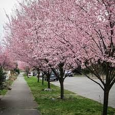 Attēlu rezultāti vaicājumam “Prunus cerasifera var. divaricata”