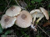 Attēlu rezultāti vaicājumam “Lepiota clypeolaria”