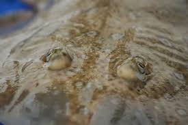 Image result for Acroteriobatus annulatus