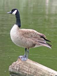 Attēlu rezultāti vaicājumam “Branta canadensis”