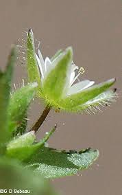 Attēlu rezultāti vaicājumam “Stellaria crassifolia leaf”