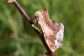 Attēlu rezultāti vaicājumam “Ptilodon capucina imago”