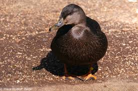 Image result for Anas rubripes