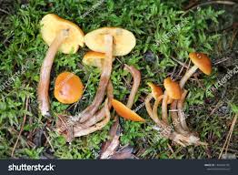 Attēlu rezultāti vaicājumam “Gymnopilus picreus”