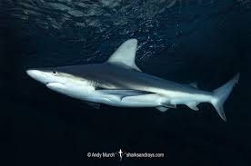 Image result for Carcharhinus plumbeus