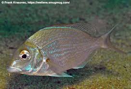 Image result for Stenotomus chrysops