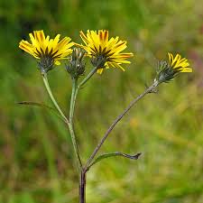 Attēlu rezultāti vaicājumam “Picris hieracioides”