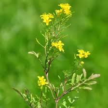 Attēlu rezultāti vaicājumam “Rorippa sylvestris leaf”