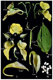 Attēlu rezultāti vaicājumam “Impatiens parviflora leaf”