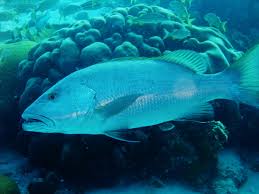 Image result for Lutjanus cyanopterus