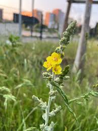 Attēlu rezultāti vaicājumam “Verbascum densiflorum leaf”