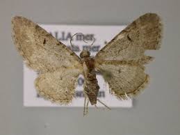 Attēlu rezultāti vaicājumam “Eupithecia icterata female”