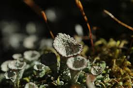 Attēlu rezultāti vaicājumam “Cladonia pyxidata”