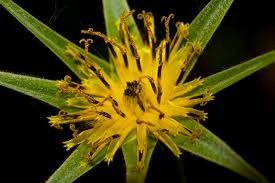 Attēlu rezultāti vaicājumam “Symphytocarpus trechisporus young”