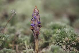 Attēlu rezultāti vaicājumam “Orobanche coerulescens flower”