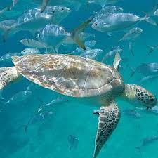 Image result for Harbour Lights Snorkelling Club (HLSC)