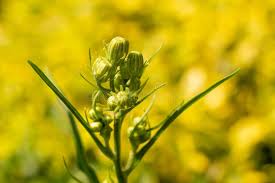 Attēlu rezultāti vaicājumam “Crepis tectorum fruit”