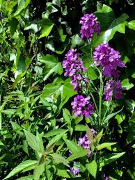 Attēlu rezultāti vaicājumam “Hesperis matronalis bud”