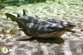 Image result for Scyliorhinus stellaris