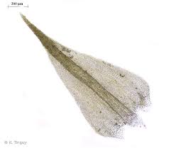 Attēlu rezultāti vaicājumam “Hygroamblystegium tenax”