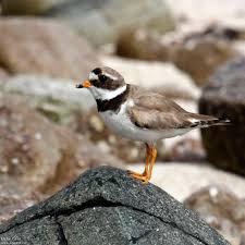 Attēlu rezultāti vaicājumam “Charadrius hiaticula adult”
