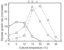 Attēlu rezultāti vaicājumam “Pistillaria sp.”